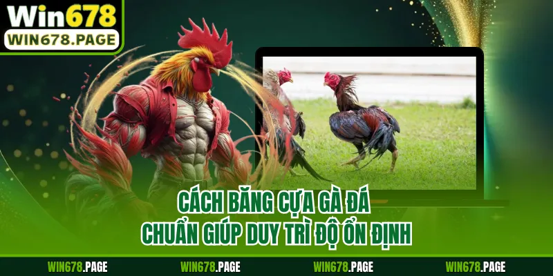 Cách băng cựa gà đá chuẩn giúp duy trì độ ổn định