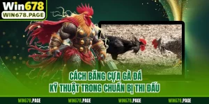 Cách Băng Cựa Gà Đá - Kỹ Thuật Trong Chuẩn Bị Thi Đấu