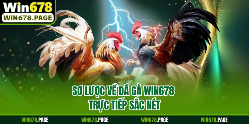 Sơ lược về đá gà Win678 trực tiếp sắc nét